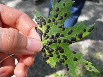 Maple Tree Tar Spot Fungus